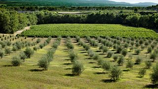 Wine Tasting and Tour at Château La Verrerie