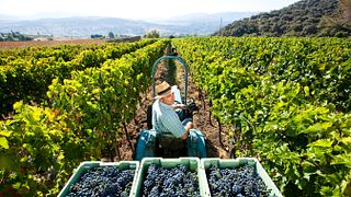 Bodega F. Schatz