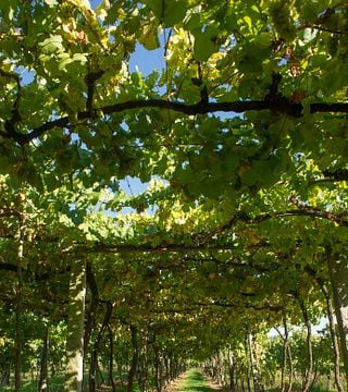 Degustazione della Terra | Quinta das Arcas