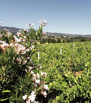 Degustação de vinhos e tour em Benincasa