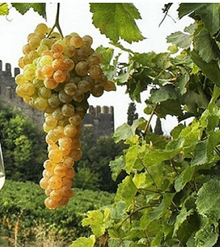 LET'S TASTE - WINE AND FOOD TASTING TOUR IN VENETO  - SOAVE - BASSANO DEL GRAPPA - ASOLO