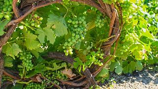 Private Weintour