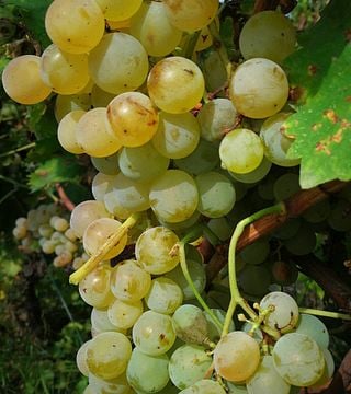 Weinprobe und Tour im Tenuta Gatti