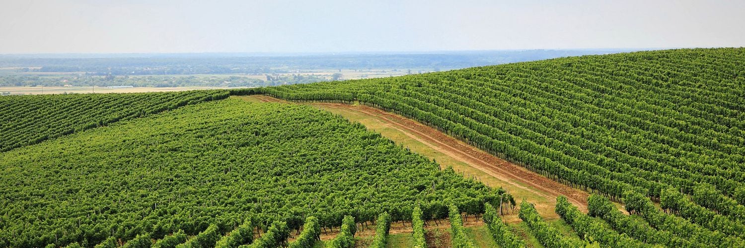 Chateau Chizay vineyards 1-min