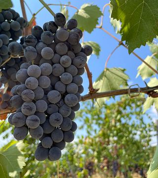 Weintour und Verkostung bei Cosimo Maria Masini