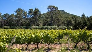Visite du vignoble "Oenoludique"
