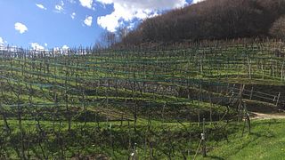 Santantoni Winery