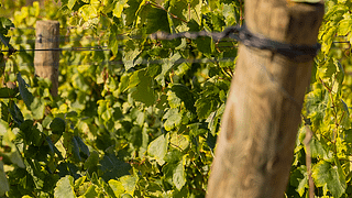 Languedoc-Roussillon Wine & Summer Pic Nic at Mas Baux
