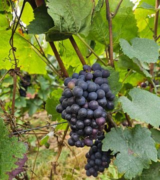 Séjour d'Exception en Champagne - Champagne Oriol-Dérouillat
