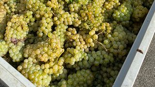 Weinprobe und Führung im Weingut Birgit Braunstein