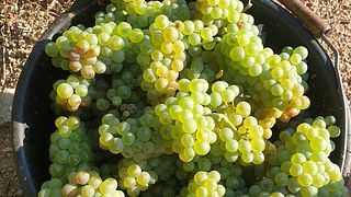 Degustação e descoberta de vinhedos no Domaine Jeannot