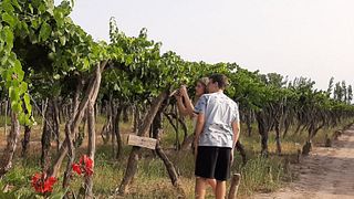 Cata de vinos y visita guiada en Carinae