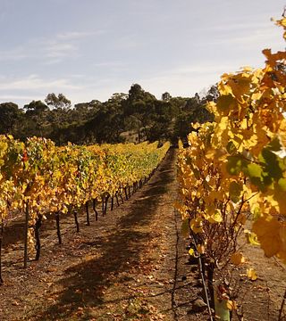 Gisborne Peak Winery