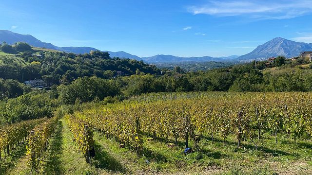 Agricola Bellaria