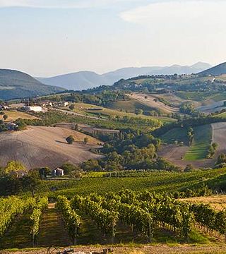 Degustazione di vini e tour presso l'azienda vinicola Cimarelli