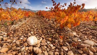 Visita la Bodega Finca Valpiedra