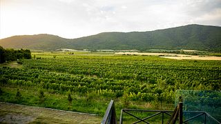 Cata de vinos y visita a la bodega Gremi