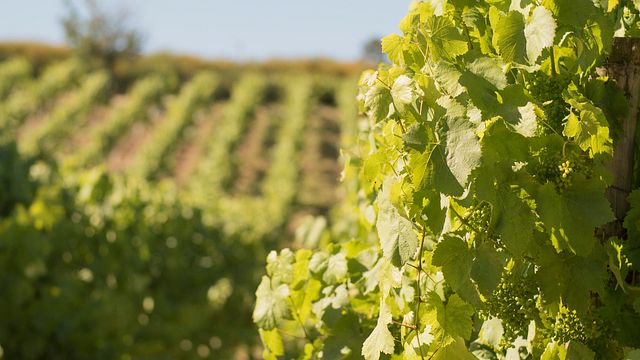 Degustazione di vini e pranzo presso l'azienda vinicola Vinho Verde Quinta De Lourosa
