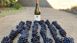 Youngberg Hill Winery