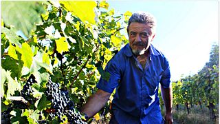 Weinprobe und Tour im Tenuta Leonardo