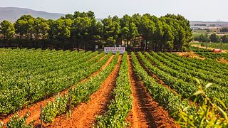 Bodegas Vegalfaro