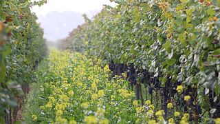 Weingut Oberhofer