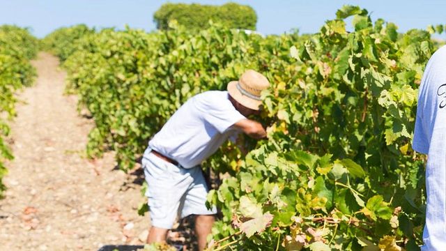 Fabio Ferracane Winery