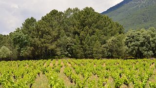 Bodega Huellas Del Tiétar