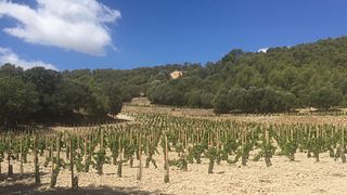 Vinhos do Mundo: Uma Degustação Global em Montalcino