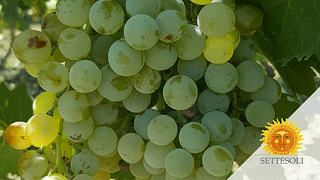 Cantine Settesoli