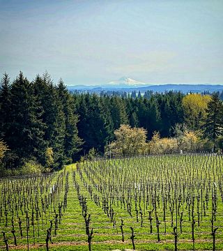Sidereus Vineyard & Winery