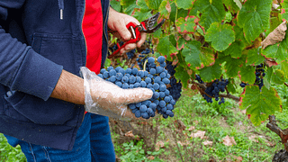 Expériences œnologiques chez Soito Wines