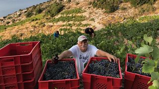 Dégustation de vins et visite de la cave Bura Mrgudic