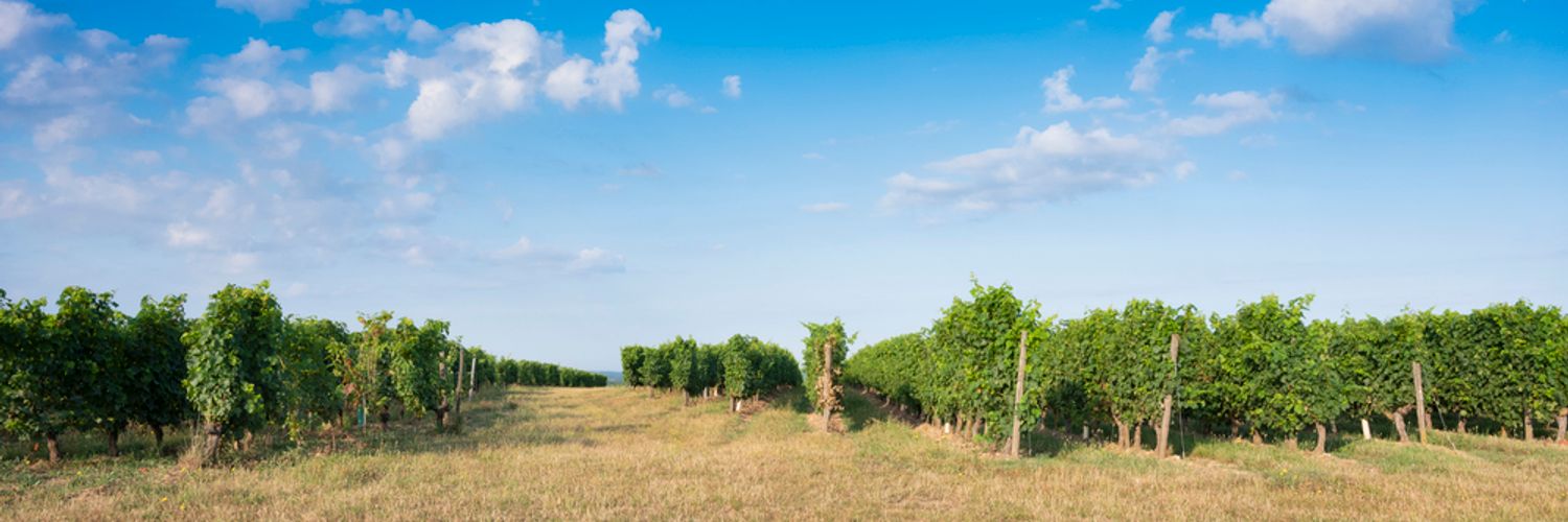 Anjou-Saumur_Vineyards