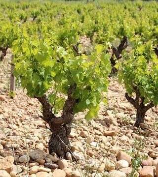 Um passeio pelo vinho da Provença: uma aventura de meio dia pelos vinhedos