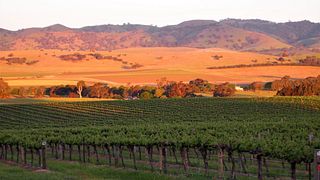Degustazione di vini e tour presso God'S Hill / lzi Wines