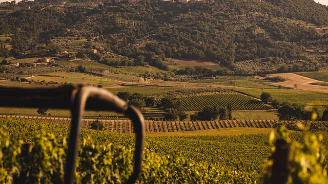 Taste Brunello & Sangiovese on a Tuscan Cellar Tour