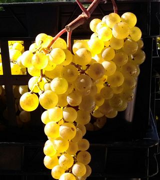 Sessanea - Azienda Vitivinicola Giulia