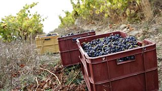 Festa della vendemmia vecchio stile