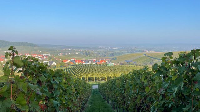 Taller de vinos de Wurtemberg