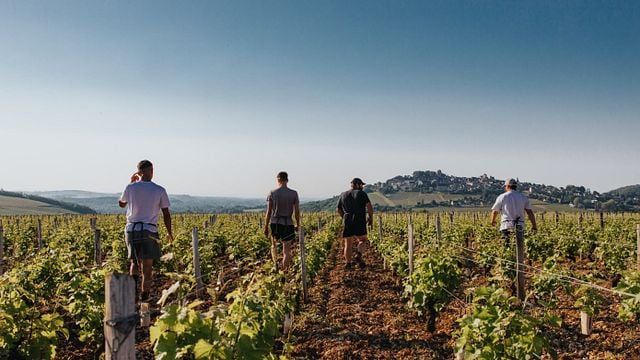 Weinprobe und Tour im Domaine Pierre Riffault