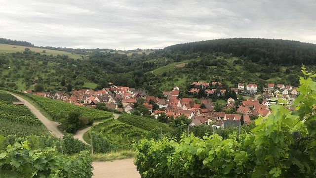 Mannschreck Weine