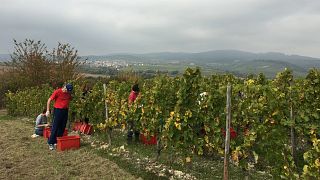 Stay and Wine Tasting at Weingut Werk2