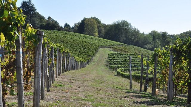 Degustazione di vini e tour presso La Cave Des Producteurs De Jurançon