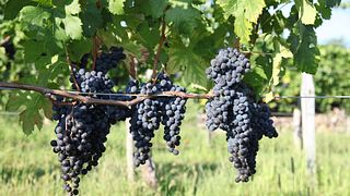 Friuli-Venezia Giulia Wine Journey at Humar Vini