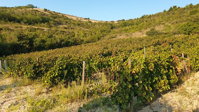 Zaharchev Winery and Distillery