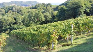 Azienda Vitivinicola Saccomani