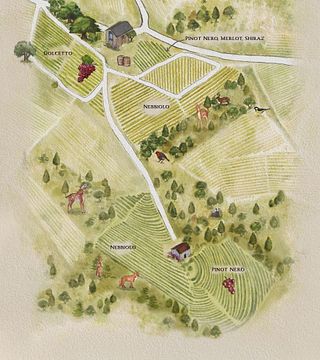 Visita a viñedos y bodega, seguida de catas de vino y queso (incluido Barolo).