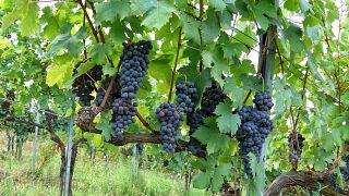 Degustação de vinhos e tour na Azienda Agricola Campochiarenti