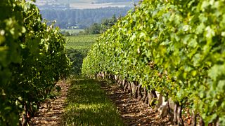 Visite exclusive, dégustation de vins avec accord jambon-fromage | Vignobles Feray